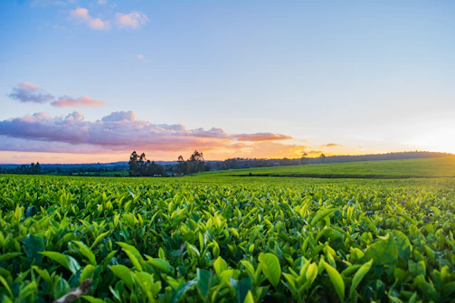 green grass field under white clouds during daytime