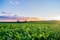 green grass field under white clouds during daytime