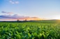 green grass field under white clouds during daytime