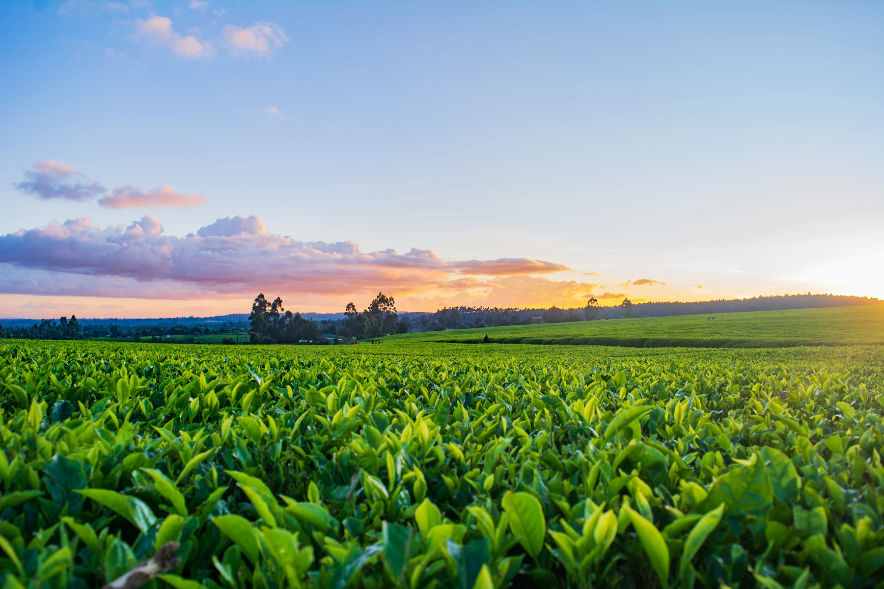 Green pasture on a mixed farm