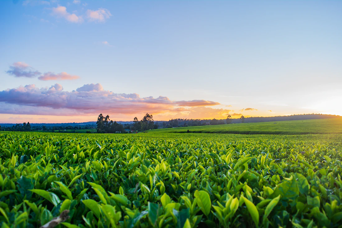 Vista aérea de tierras agrícolas