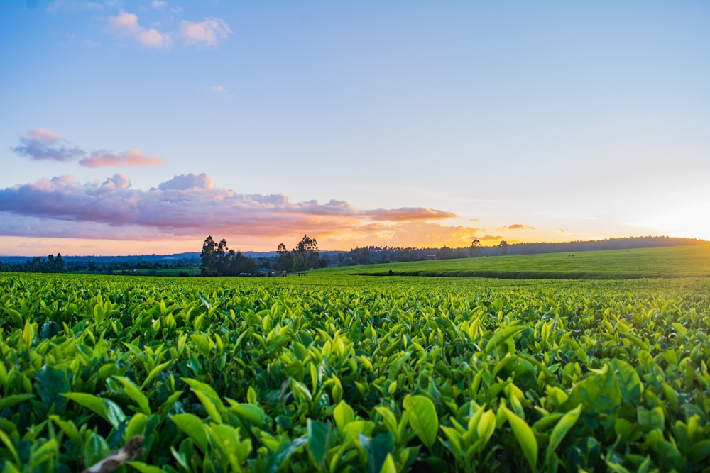 green grass field under white clouds during daytime