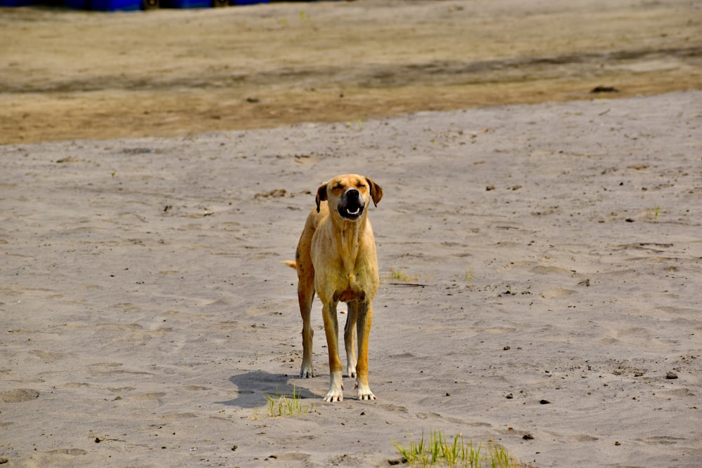 brown short coated dog on brown sand during daytime