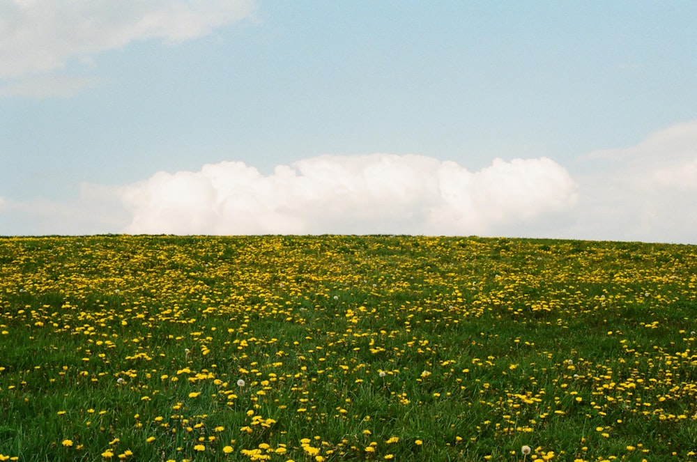 green grass field under white clouds during daytime