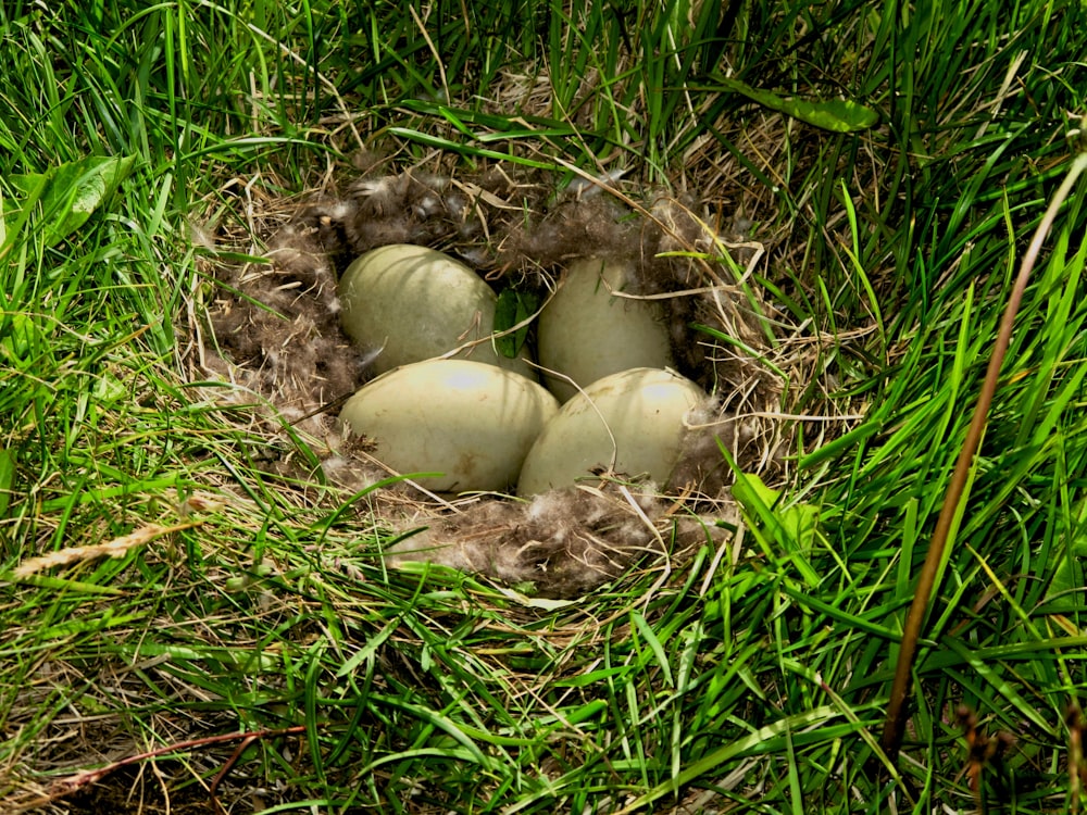 champignons blancs et bruns sur herbe verte