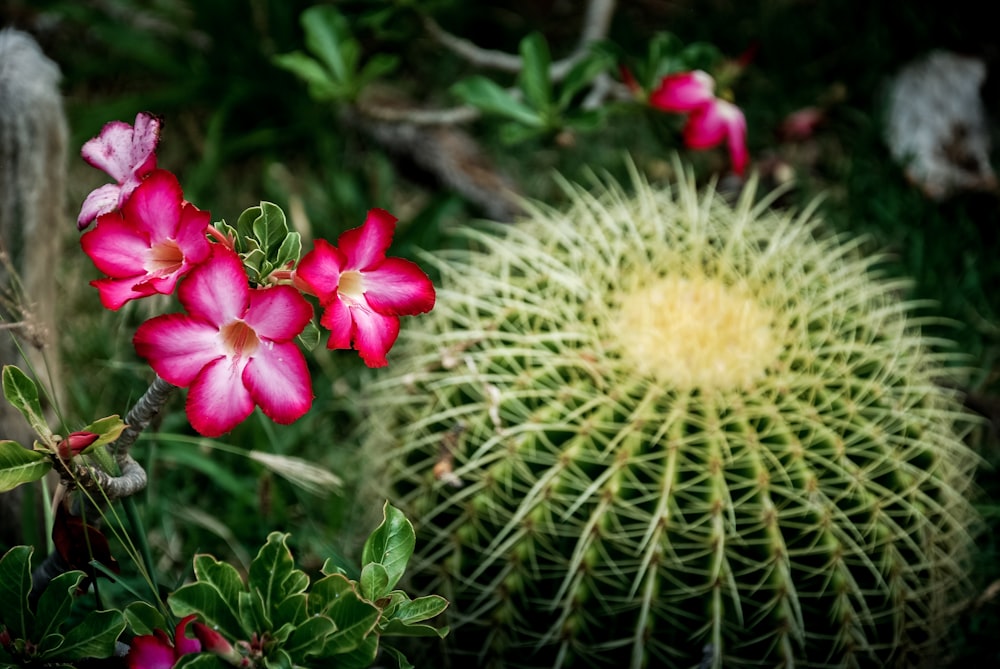 pink and white flower in tilt shift lens