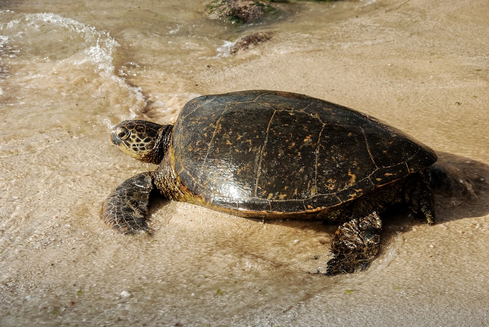 Schwarze und braune Schildkröte auf weißem Sand