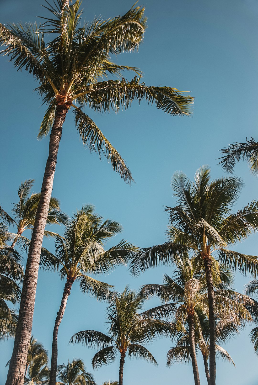 green palm tree under blue sky during daytime