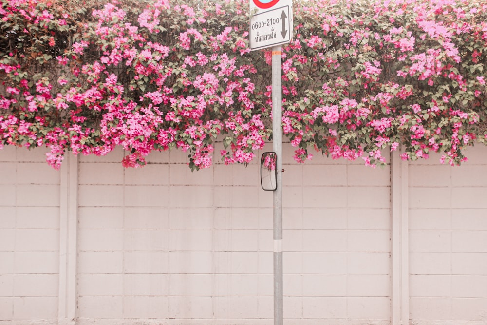 pink flowers on white wall