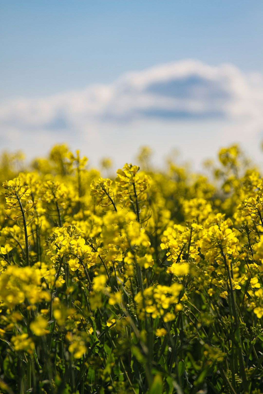 yellow flower field under white clouds during daytime