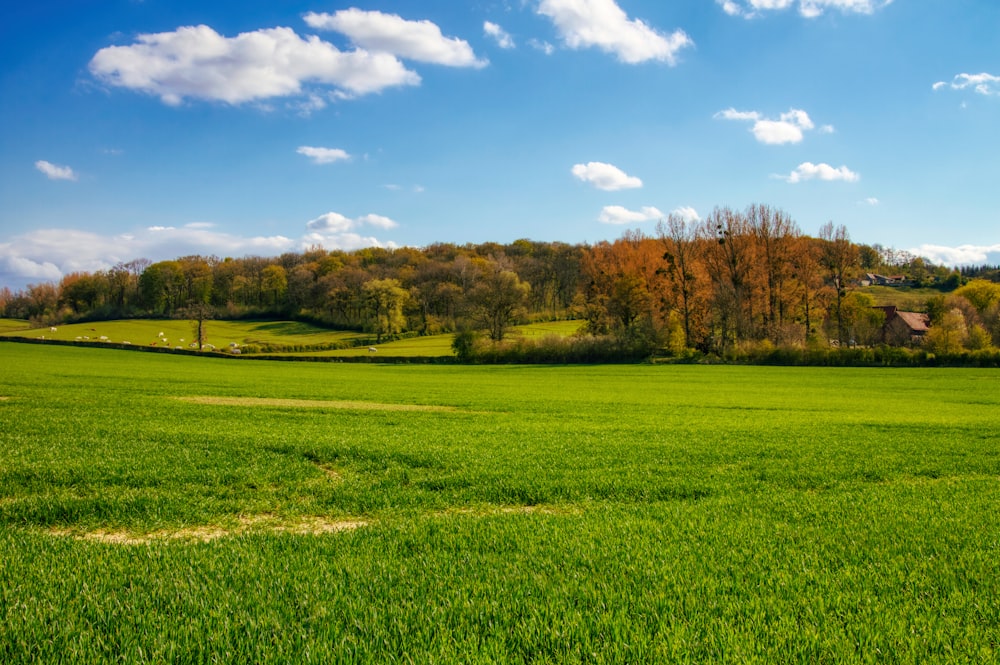 green grass field near trees under blue sky during daytime