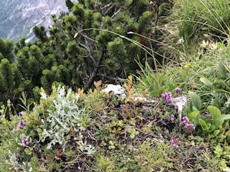A lush green landscape showcasing the diverse flora of the Yungas region in Argentina.