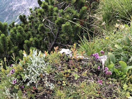 A lush green landscape showcasing the diverse flora of the Yungas region in Argentina.