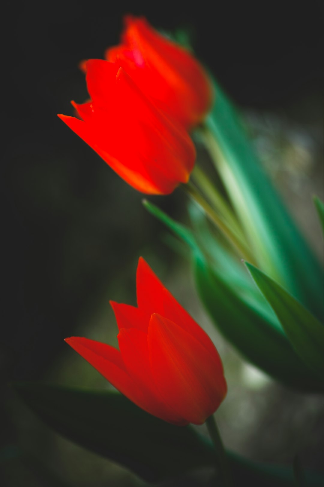 red flower in tilt shift lens