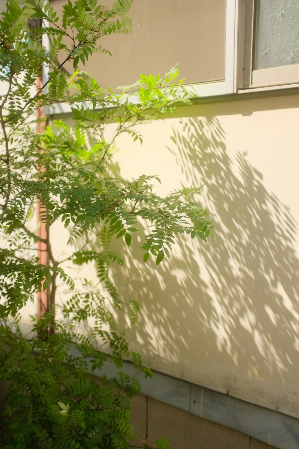 green leaf tree near white concrete building during daytime