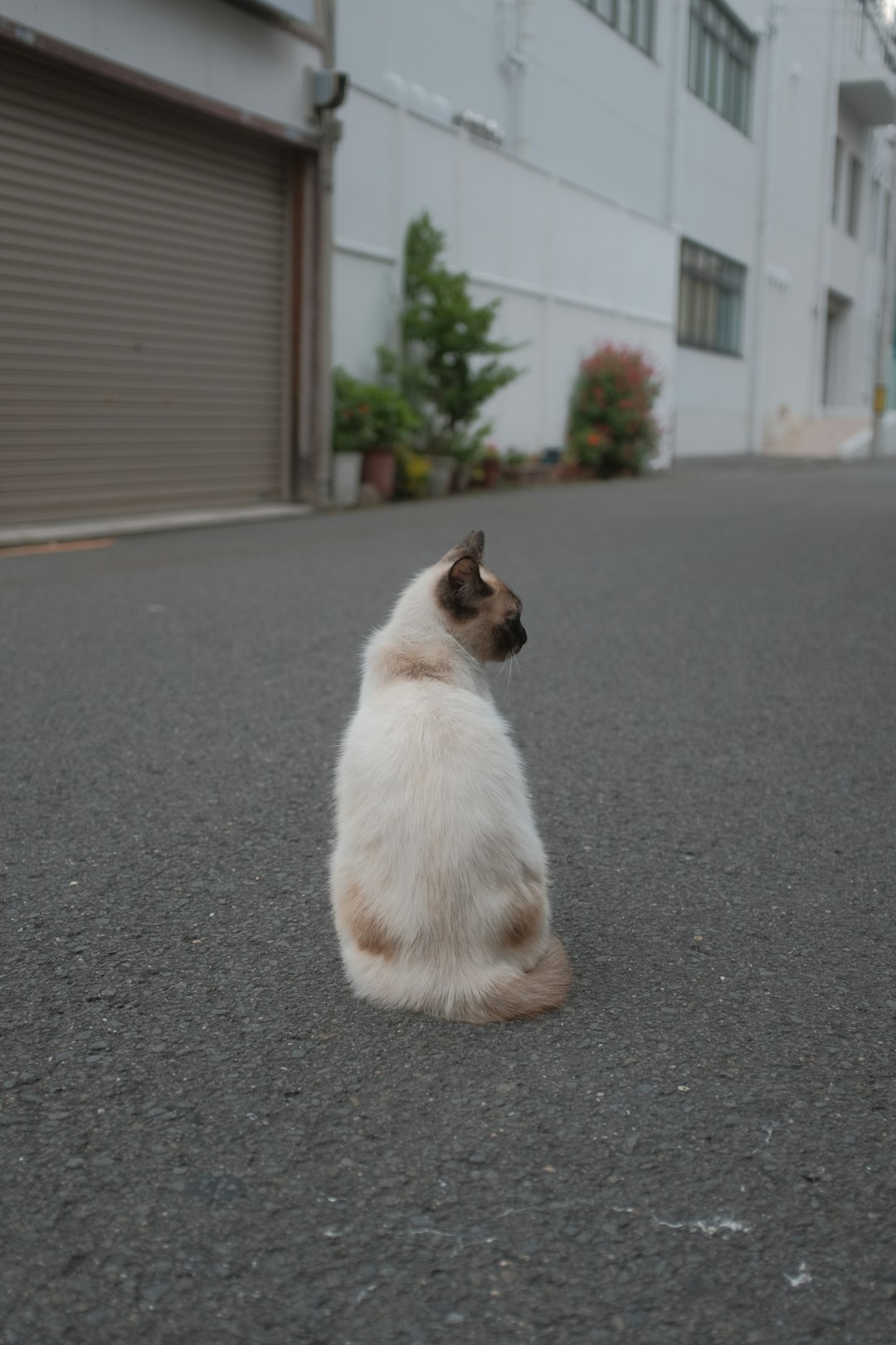 white and brown cat sitting on gray concrete floor during daytime