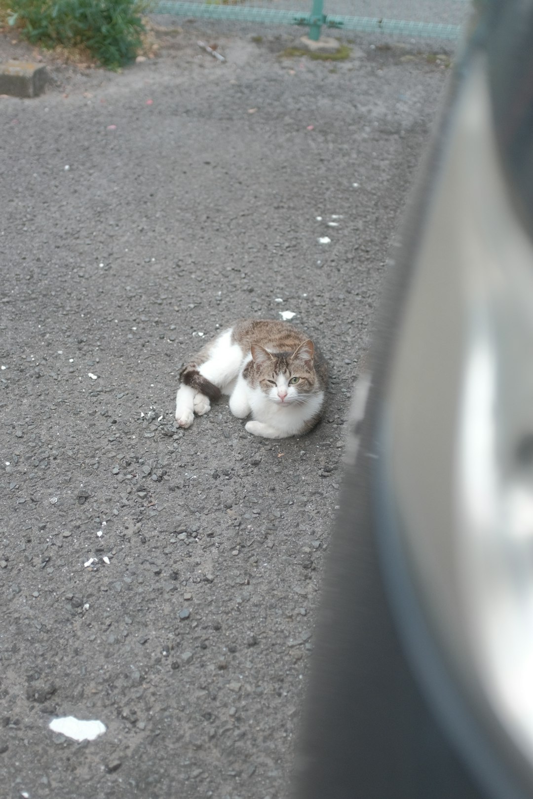 white and brown short fur cat on gray concrete pavement
