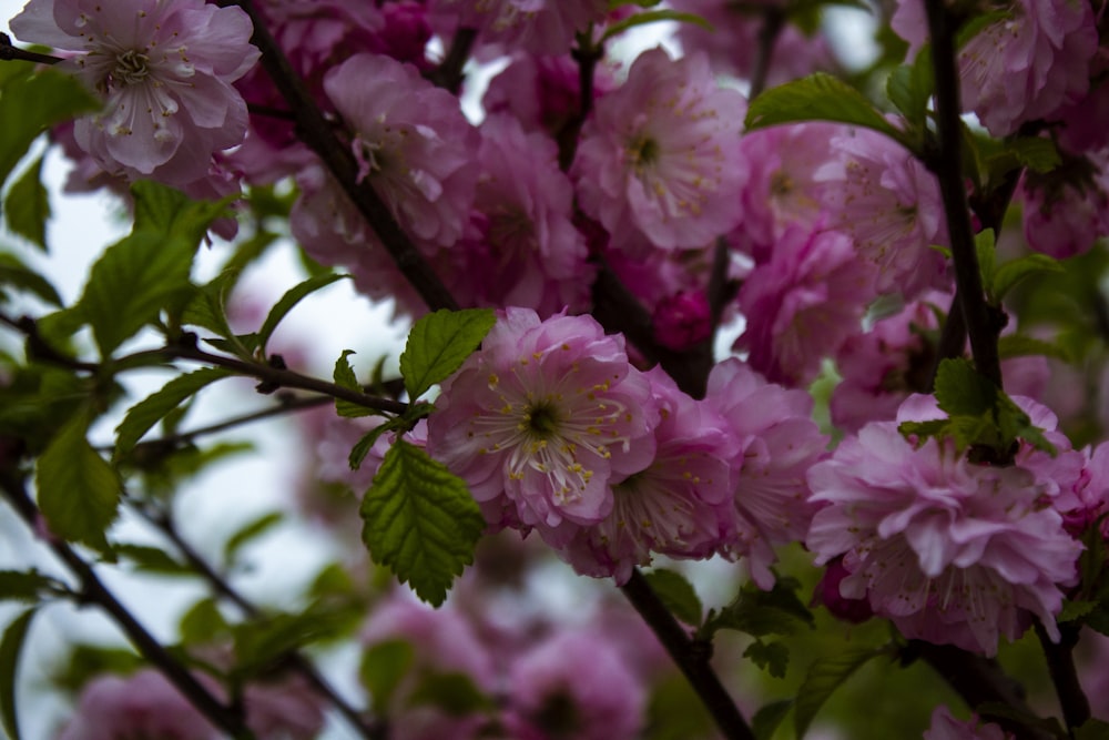 pink flowers in tilt shift lens