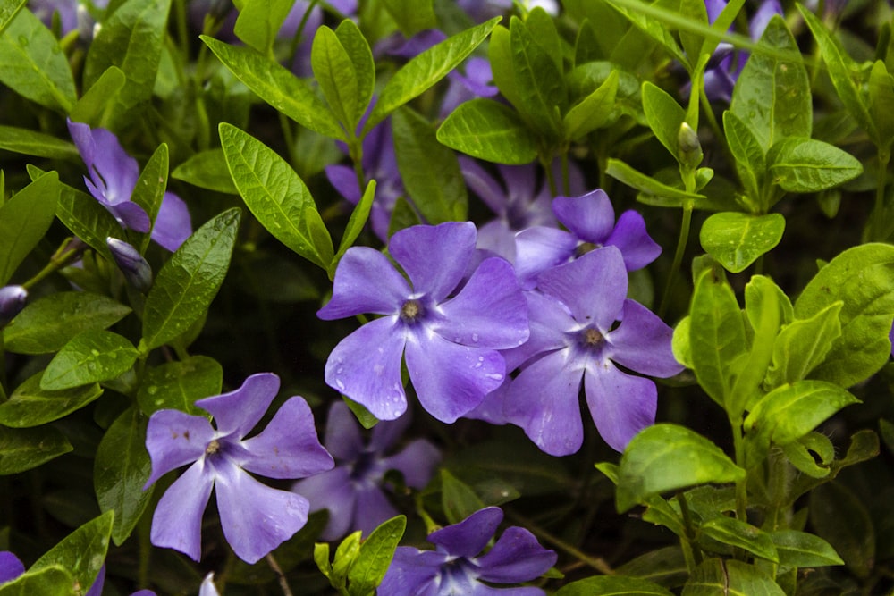 purple flower with green leaves