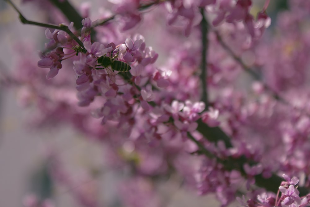 pink flower in tilt shift lens