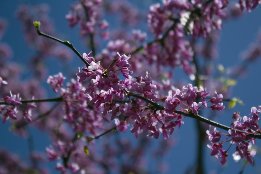 pink and white flower in tilt shift lens