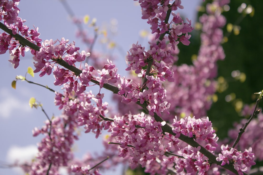 pink flowers in tilt shift lens