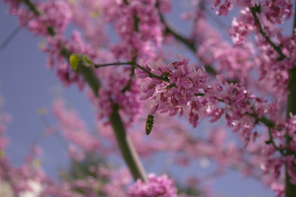 pink cherry blossom in close up photography