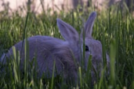 A fluffy white rabbit nibbling on fresh green clover in a sunny meadow.