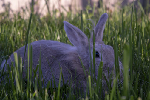 Close-up of a child gently holding a fluffy rabbit in a green meadow.