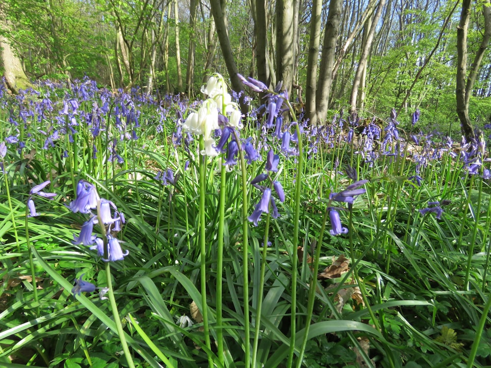 purple and white flower field