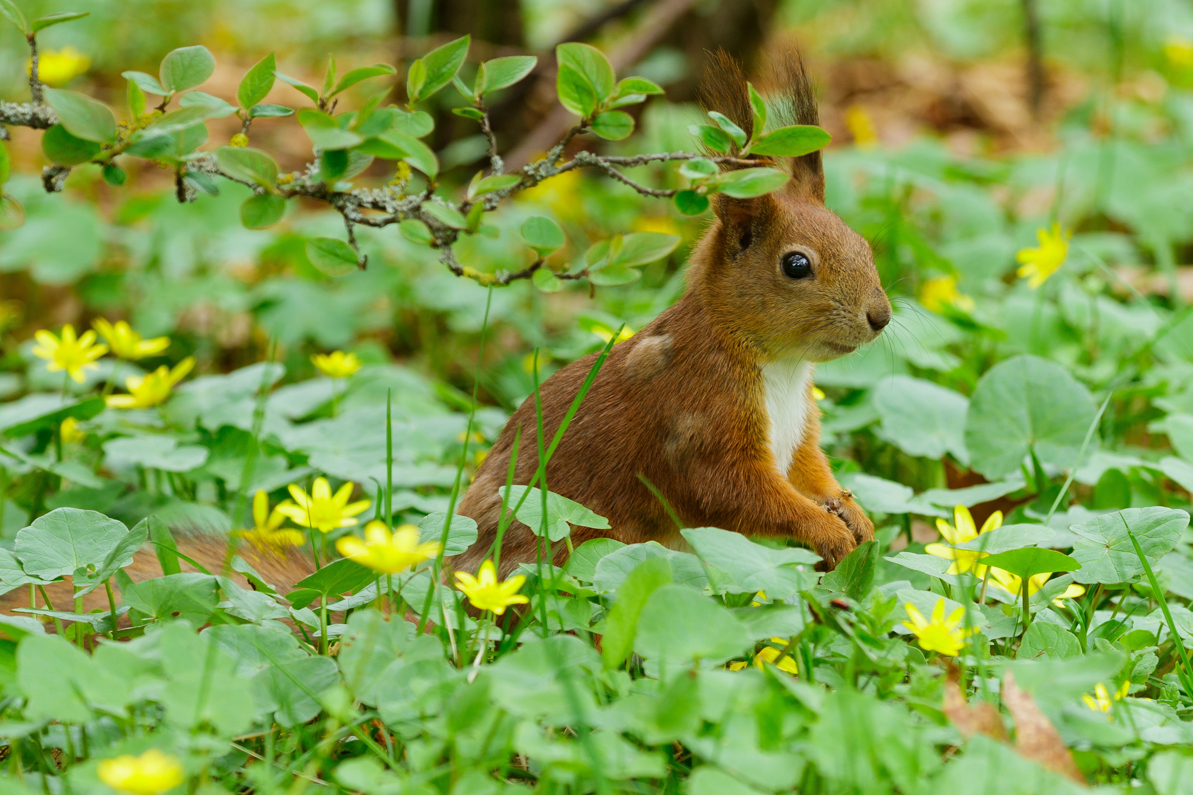 brown squirrel on green grass during daytime