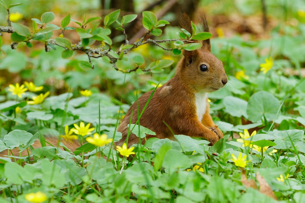 Braunes Eichhörnchen auf grünem Gras tagsüber