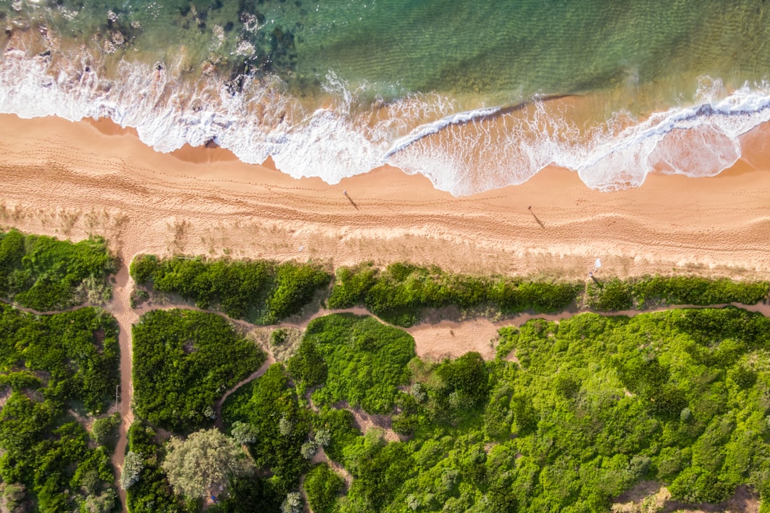 green trees on brown sand beach