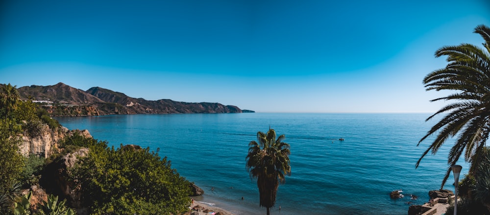 Palma verde vicino al mare blu sotto cielo blu durante il giorno