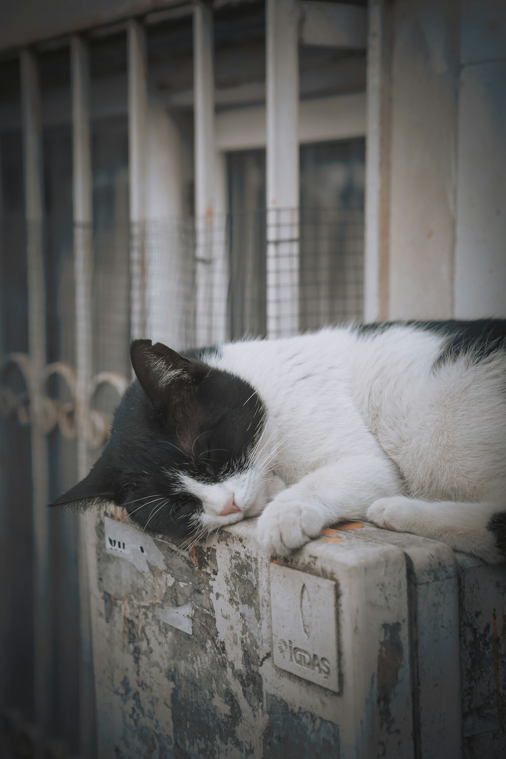 a black and white cat laying on top of a metal box
