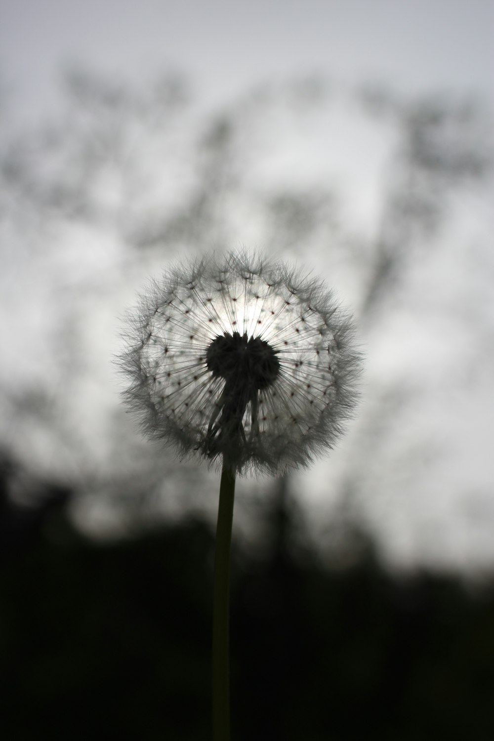 white dandelion in close up photography