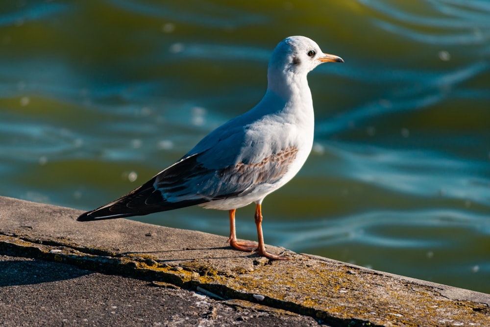 pássaro branco e azul na superfície marrom do concreto