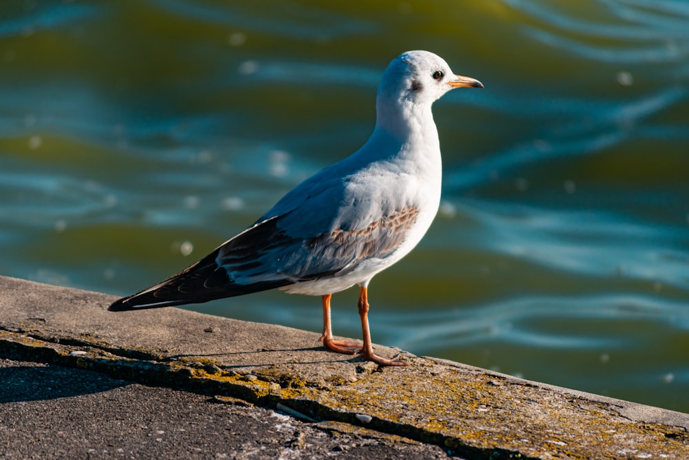 white and blue bird on brown concrete surface