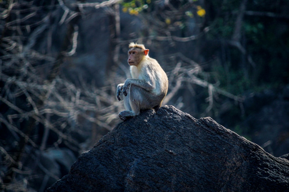 昼間、灰色の岩の上に座っている茶色の猿