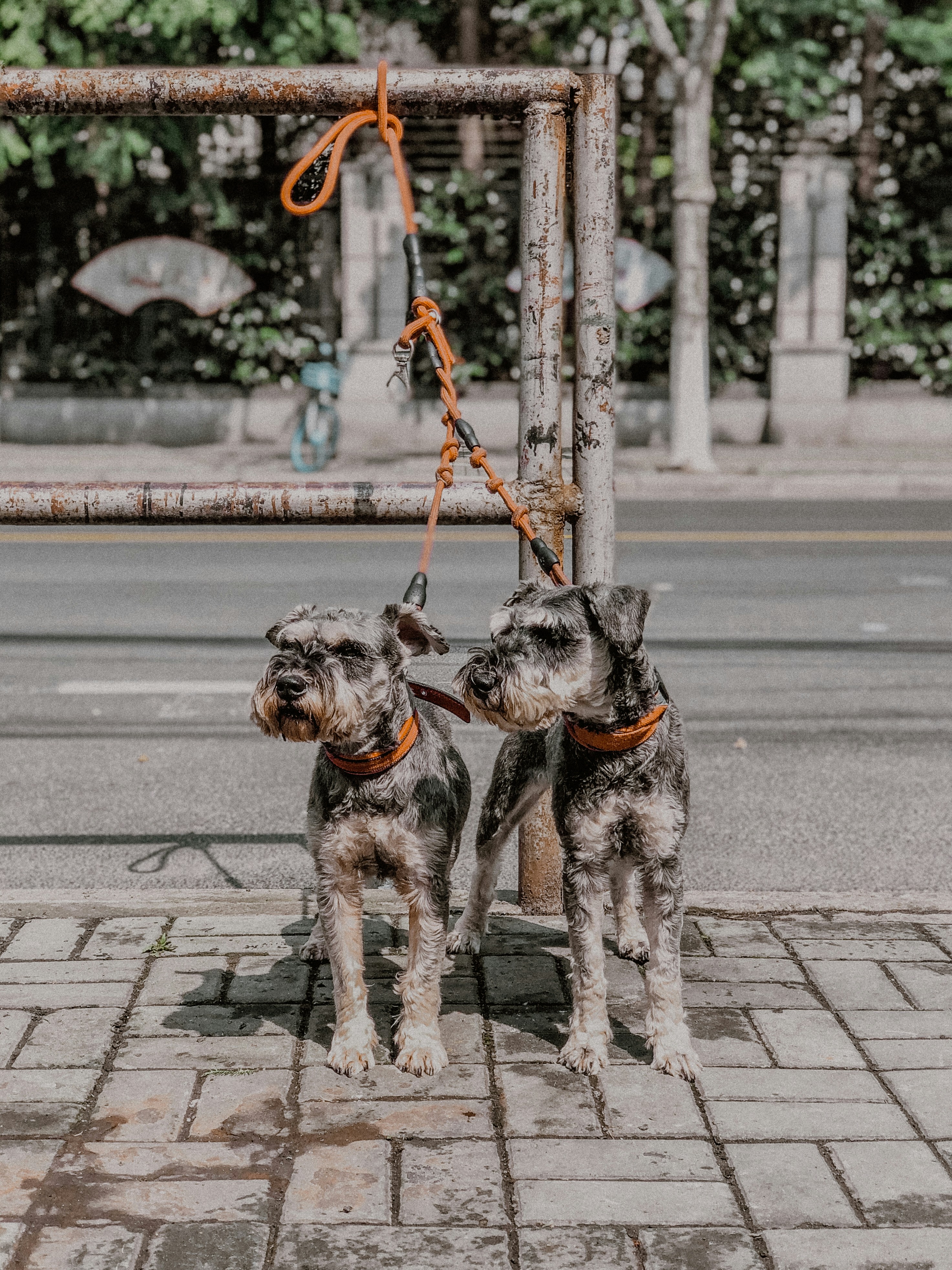 Two dogs wearing matching leather collars on a walk
