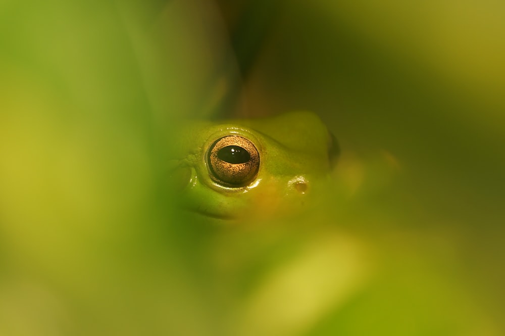 緑の葉の上の緑のカエル