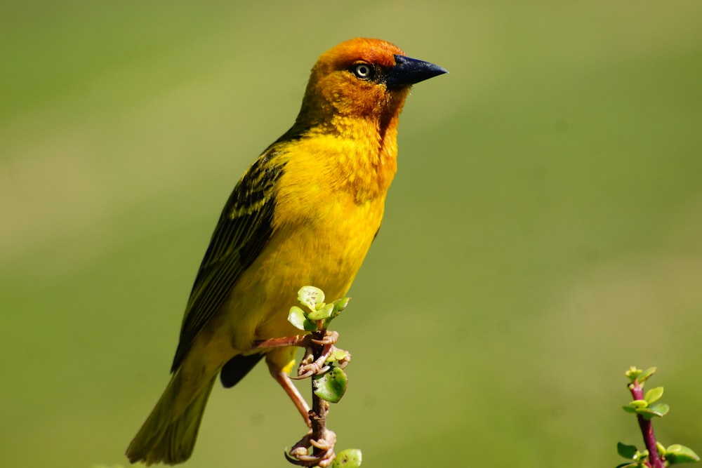 yellow and black bird on white flower