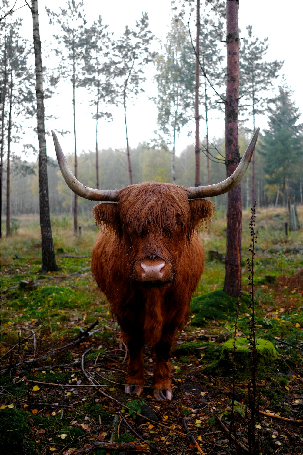 Yak brun sur le champ d’herbe verte pendant la journée