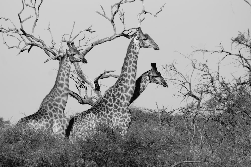 grayscale photo of giraffe eating grass
