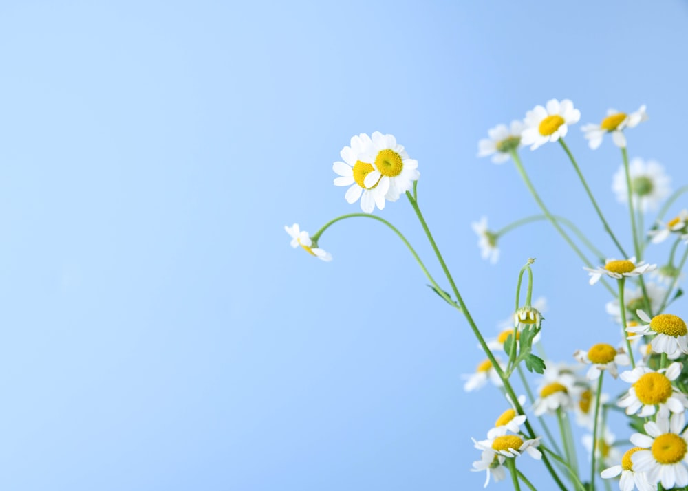 yellow flowers under blue sky during daytime