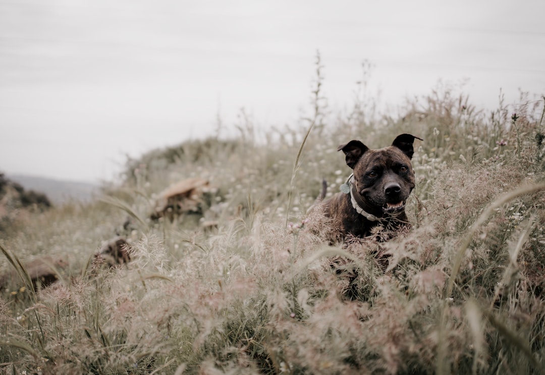 brown and black short coated dog on brown grass field during daytime