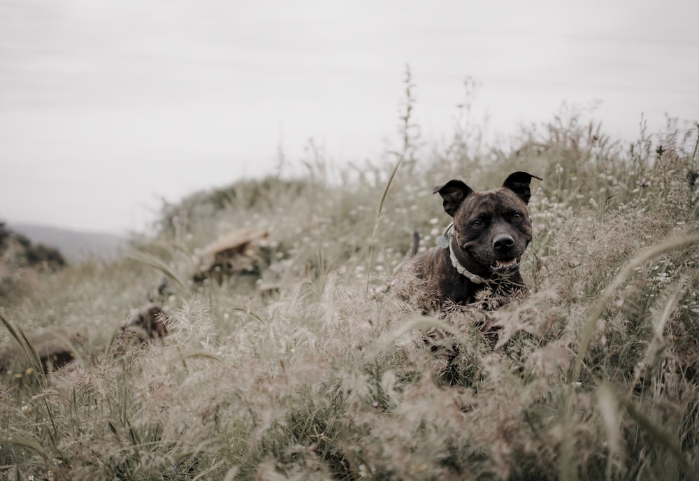 brown and black short coated dog on brown grass field during daytime