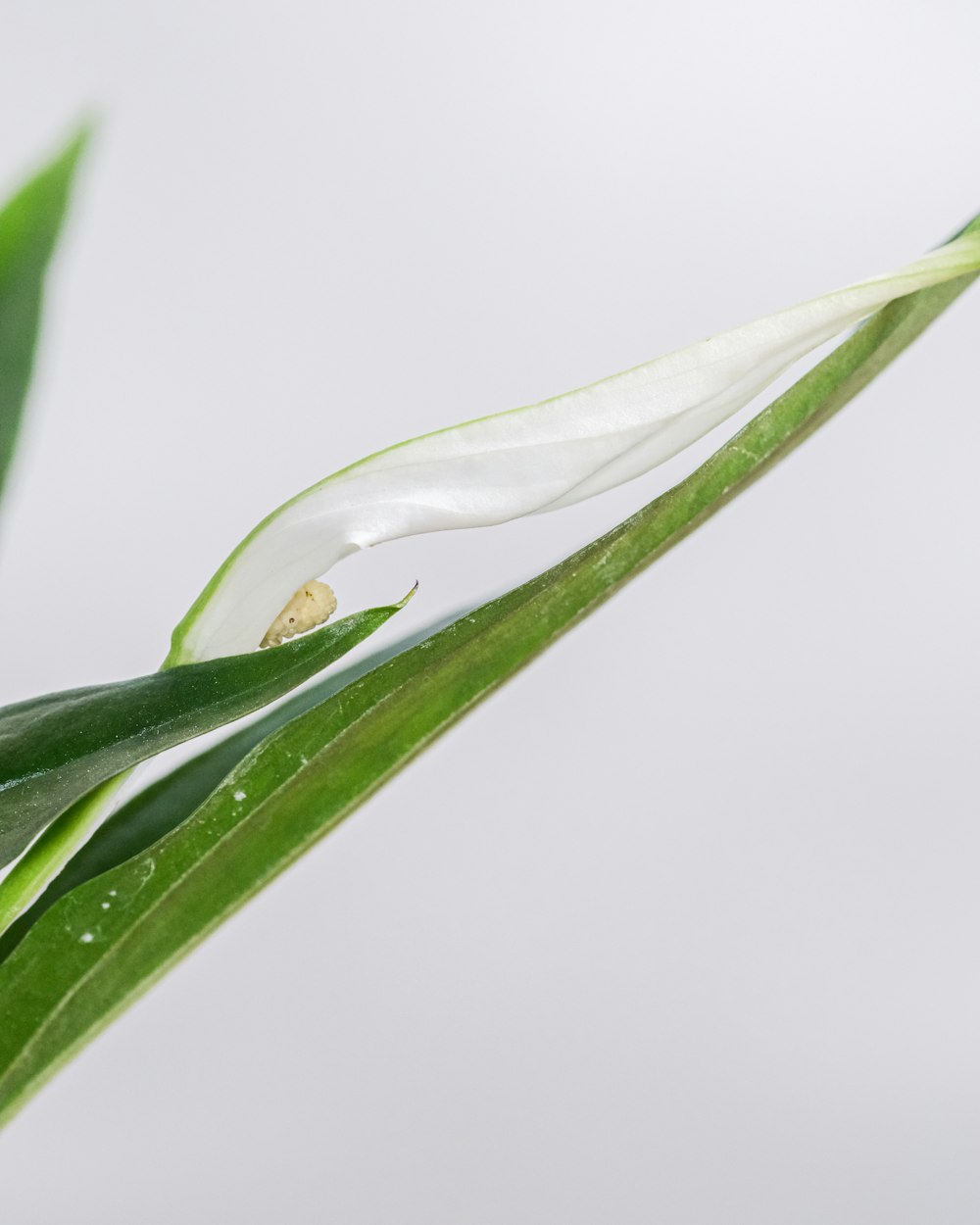 water dew on green leaf