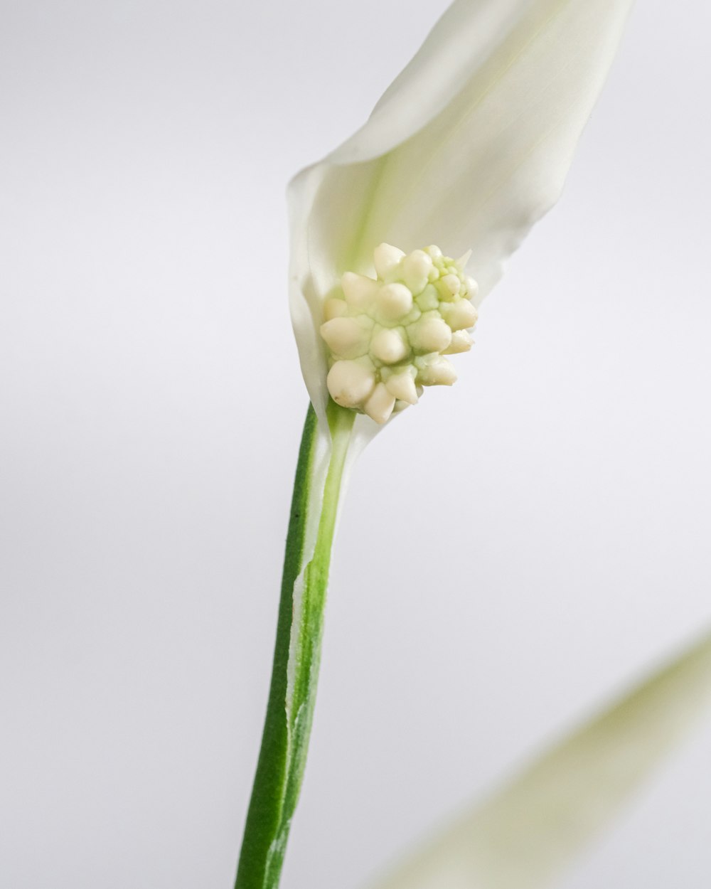 Flower Stem Pictures  Download Free Images on Unsplash