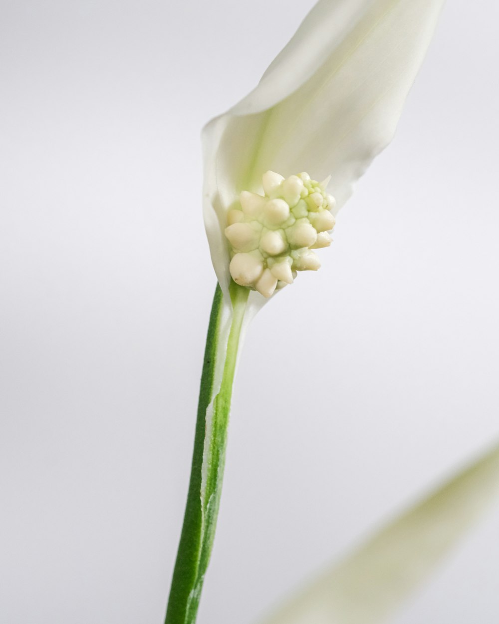 white flower with green stem